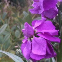 Giroflée dété (Matthiola incana)...