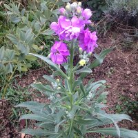 Giroflée dété (Matthiola incana) graines