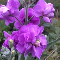 Giroflée dété (Matthiola incana) graines