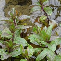 Menthe aquatique (Mentha aquatica) graines