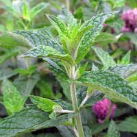 Menthe poivrée (Mentha piperita) graines