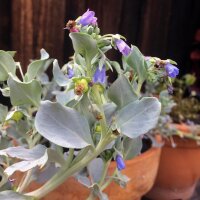 Sanguine de mer (Mertensia maritima) graines