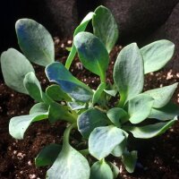 Sanguine de mer (Mertensia maritima) graines