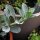 Sanguine de mer (Mertensia maritima) graines