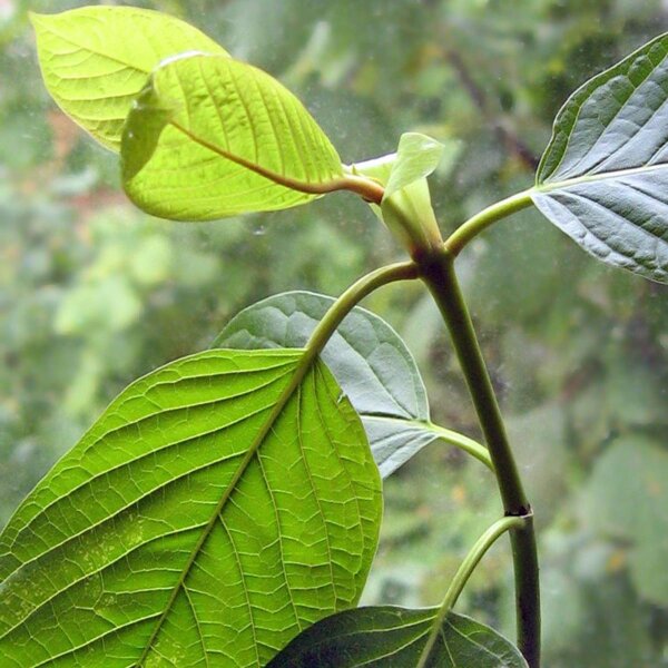 Kratom (Mitragyna speciosa) graines