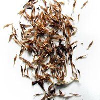 Kratom (Mitragyna speciosa) graines