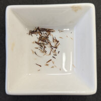 Kratom (Mitragyna speciosa) graines