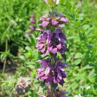 Monarde citron (Monarda citriodora) graines