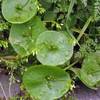 Pourpier dhiver / Claytone de Cuba  (Montia perfoliata)...