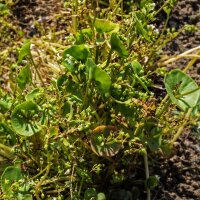 Pourpier dhiver / Claytone de Cuba  (Montia perfoliata) graines