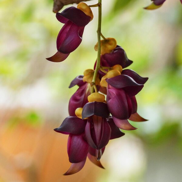 Mucuna (Mucuna pruriens) graines