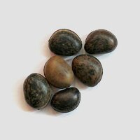 Mucuna (Mucuna pruriens) graines