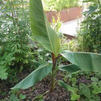 Banane Darjeeling (Musa sikkimensis) graines