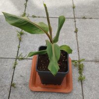 Banane Darjeeling (Musa sikkimensis) graines