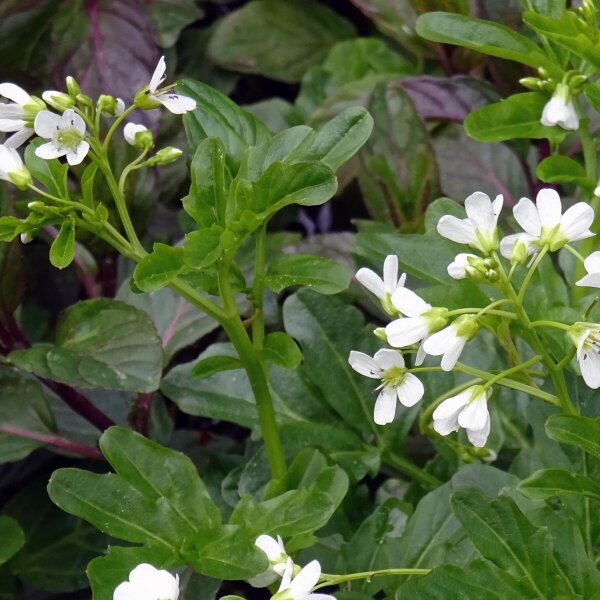 Cresson de fontaine (Nasturtium officinale) graines