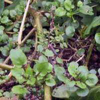 Cresson de fontaine (Nasturtium officinale) graines