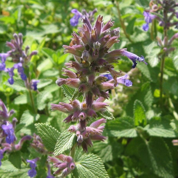 Chataire (Nepeta cataria) graines