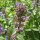 Chataire (Nepeta cataria) graines