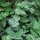 Chataire (Nepeta cataria) graines