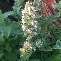 Cataire citronné/ melisse blanche (Nepata cataria...