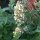 Cataire citronné/ melisse blanche (Nepata cataria ssp. citriodora) graines