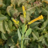 Tabac arborescent (Nicotiana glauca) graines
