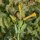 Tabac arborescent (Nicotiana glauca) graines