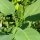 Tabac arborescent (Nicotiana glauca) graines