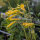 Tabac arborescent (Nicotiana glauca) graines