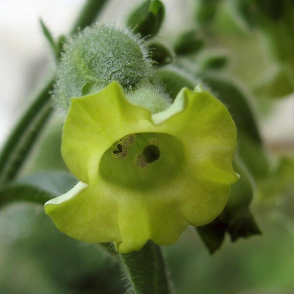 Tabac de jardin (Nicotiana rustica) graines