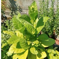 Tabac de jardin (Nicotiana rustica)