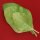 Tabac de jardin (Nicotiana rustica) graines