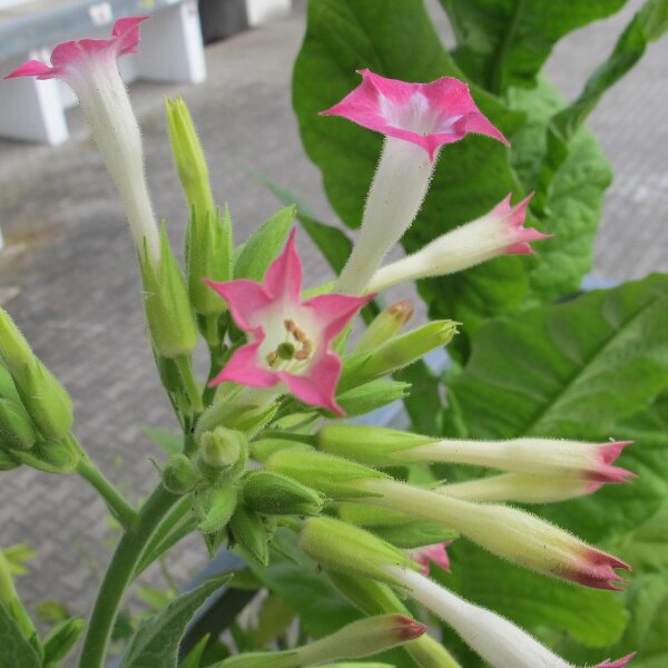 Tabac Virginia Virginia Gold (Nicotiana tabacum) graines