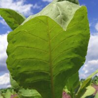 Tabac Virginia Virginia Gold (Nicotiana tabacum) graines