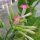 Tabac Virginia Virginia Gold (Nicotiana tabacum) graines