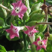 Tabac Burley Bursanica (Nicotiana tabacum) graines