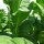 Tabac Burley Bursanica (Nicotiana tabacum) graines