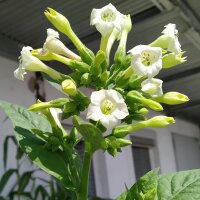 Tabac Oriental Samsoun (Nicotiana tabacum) graines