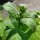 Tabac Oriental Samsoun (Nicotiana tabacum) graines