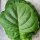 Tabac Oriental Samsoun (Nicotiana tabacum) graines