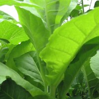 Tabac Kentucky (Nicotiana tabacum) graines