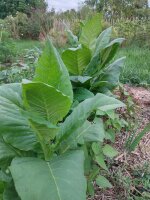 Tabac Badischer Geudertheimer (Nicotiana tabacum) graines