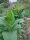 Tabac Badischer Geudertheimer (Nicotiana tabacum) graines