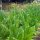 Tabac Badischer Geudertheimer (Nicotiana tabacum) graines