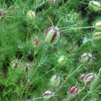 Nigelle de Damas (Nigella damascena) graines