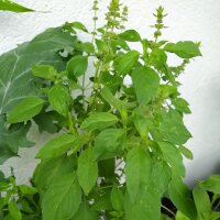 Basilic citron (Ocimum americanum) graines