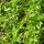 Basilic citron (Ocimum americanum) graines