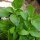 Basilic thaï (Ocimum basilicum) graines