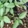 Basilic Reyhan (Ocimum basilicum)