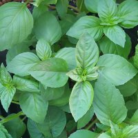 Basilic-cannelle mexicain (Ocimum basilicum) graines